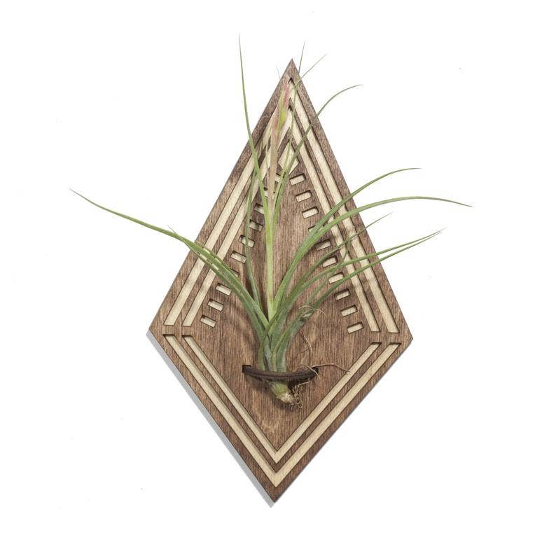 air plant wall hooks Diamond Air Plant Wall Hanger – The Roaming Horse