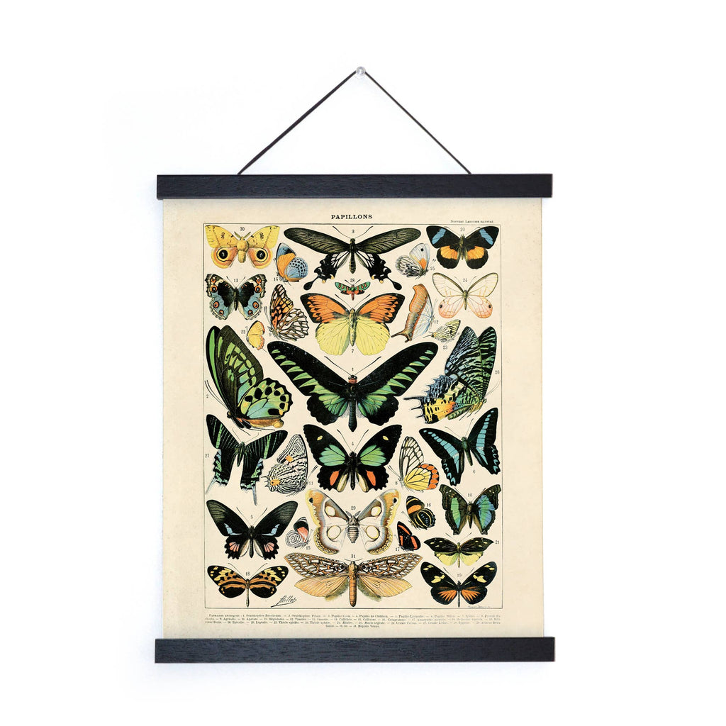Vintage Millot Butterfly Print with 8x10 Black Frame