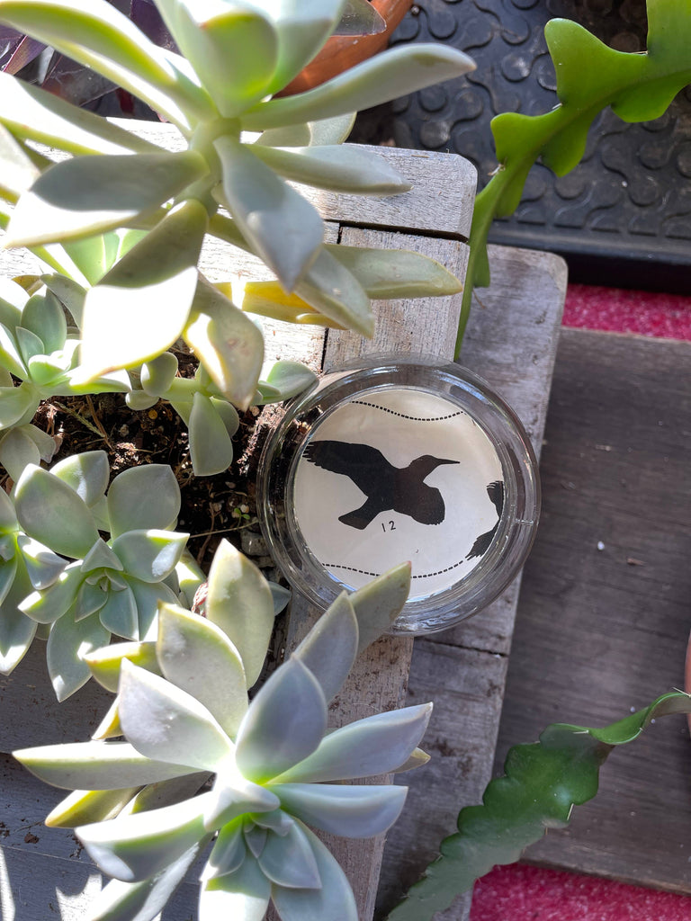 jewelry dish, large  - vintage bird silhouettes, field guide