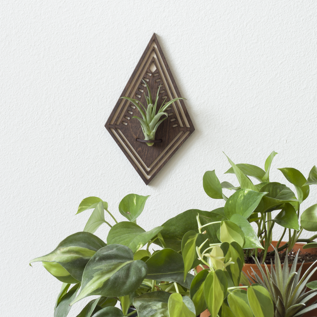 air plant wall hooks Diamond Air Plant Wall Hanger – The Roaming Horse